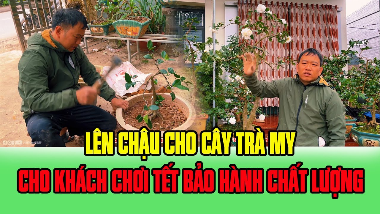 Lên Chậu Cho Cây Trà My Cho Khách Về Chơi Tết 2026 - NV Phạm Tuyến