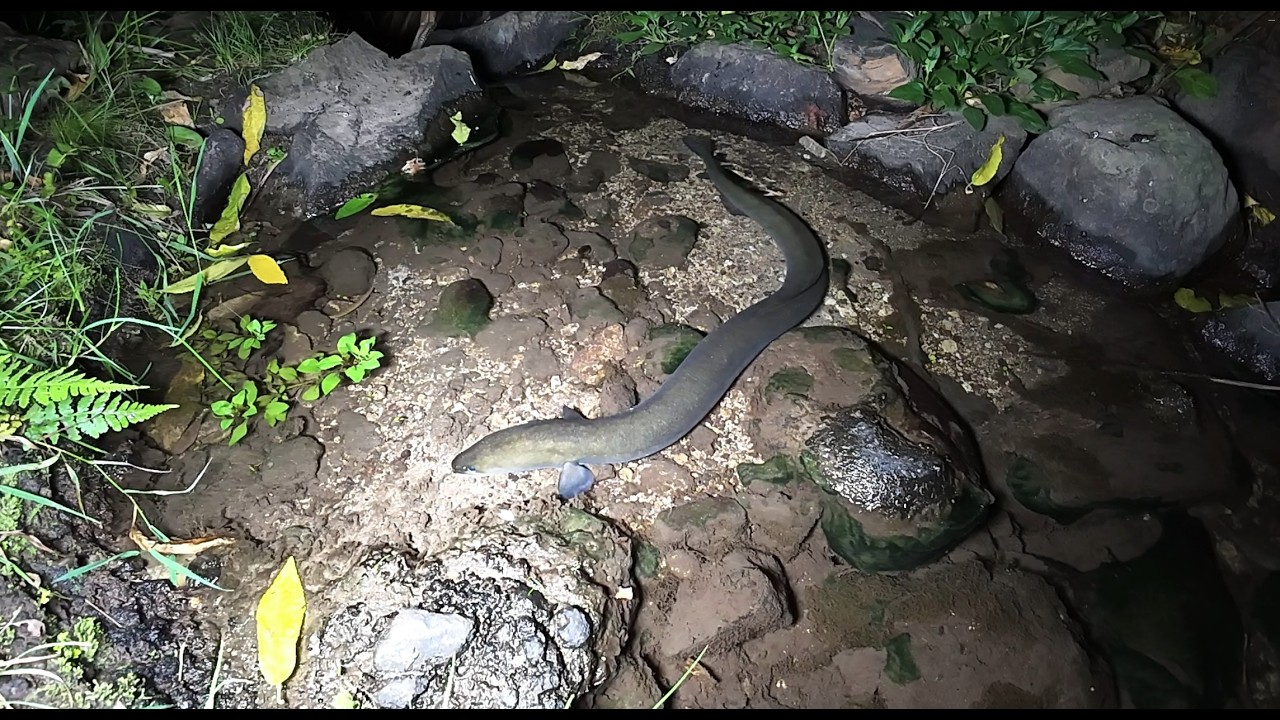 Feeding Eels 12 Mar 2026