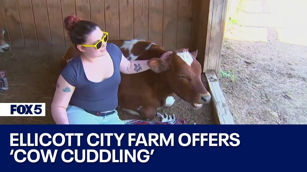 Ellicott City farm offers cow cuddling | FOX 5's DMV Zone