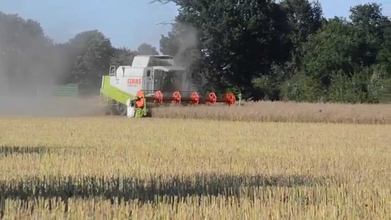 Raps dreschen 2014 mit Lexion 460