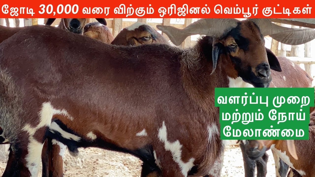 Original Vembur sheep breed in Tamilnadu | The Big Horn Sheep in India | Big Vembur Exclusive Video