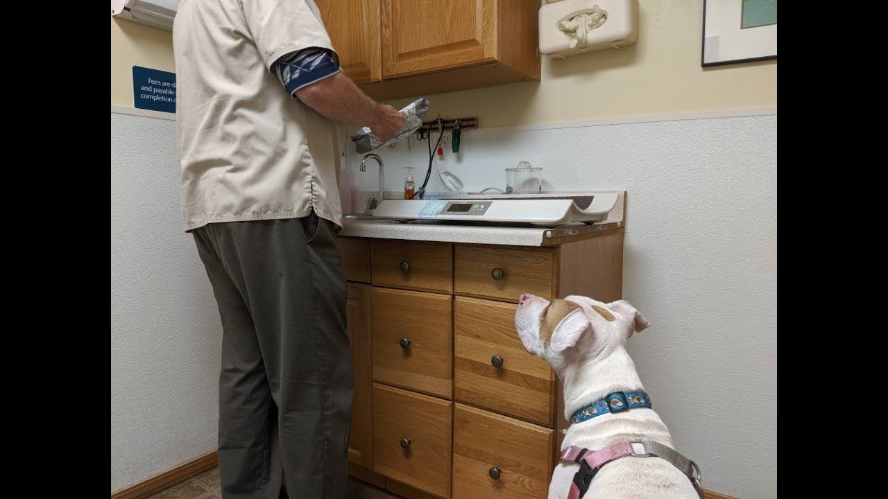 Vet visits with reactive dogs