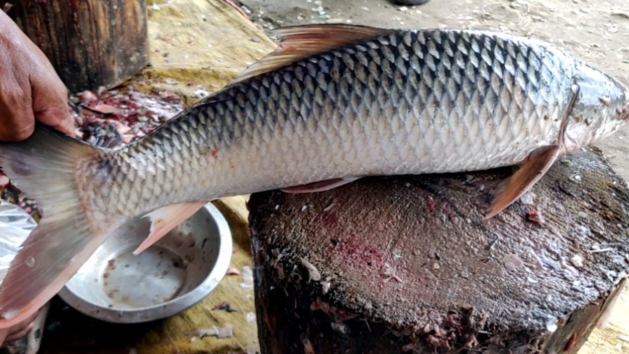 Amazing Mrigal Fish cutting Video Live In Fish Market | Fastest Fish Cutting