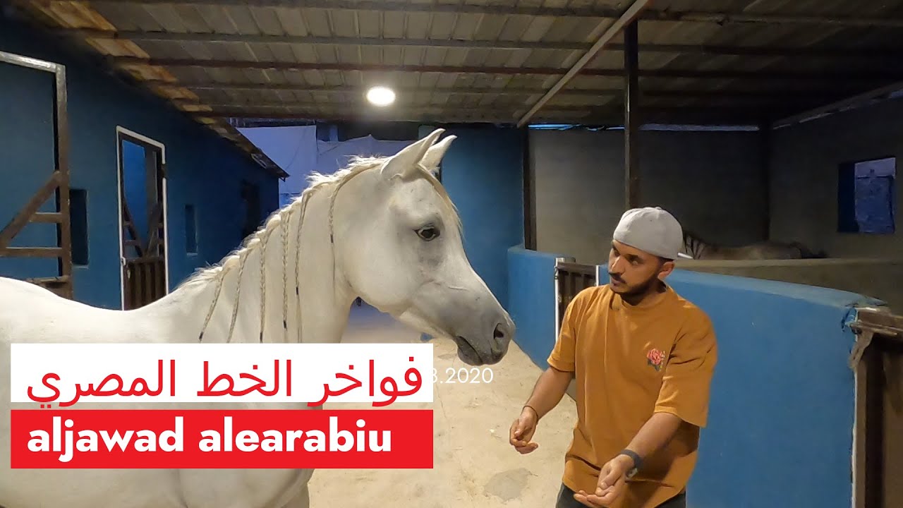 زيارة مربط أعرب للخيل العربية الاصيلة