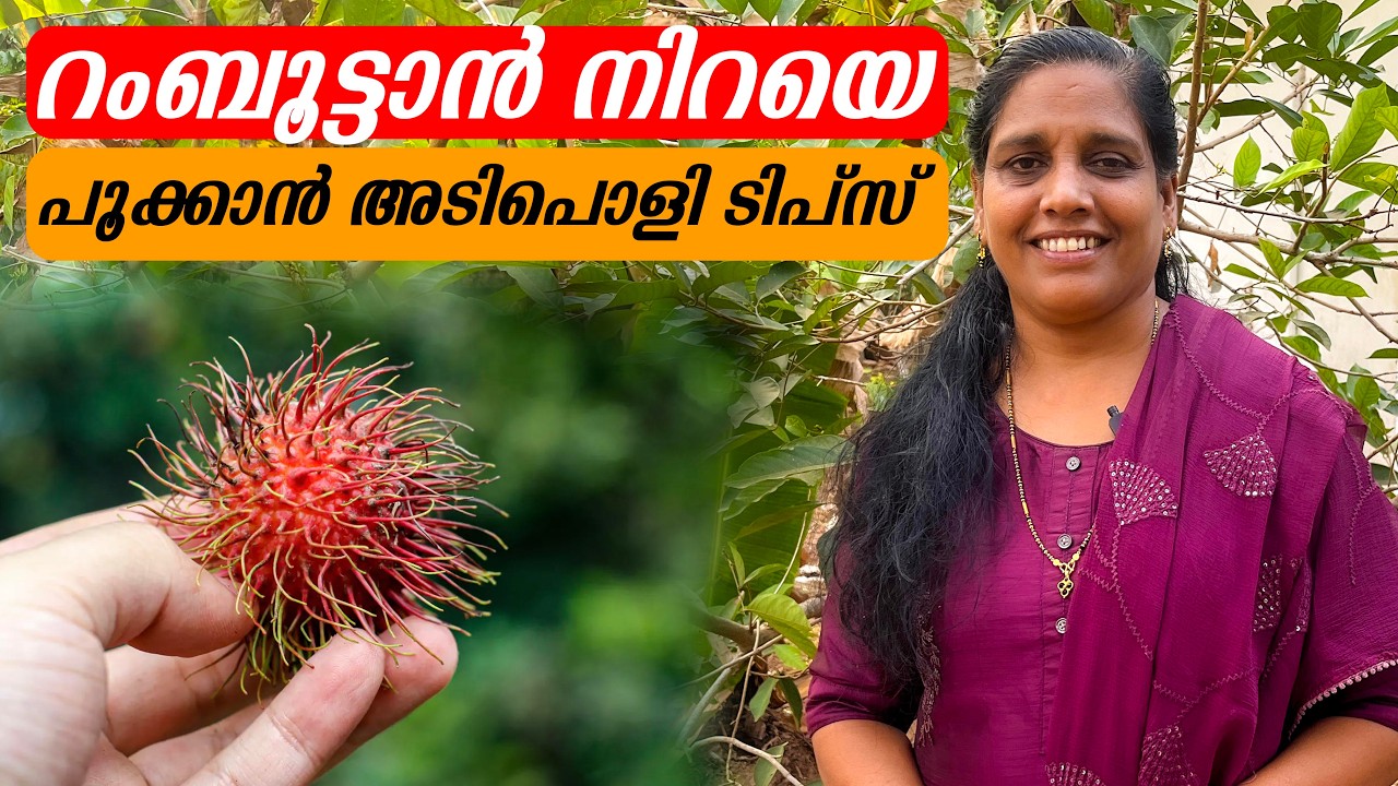റംബൂട്ടാൻ നിറയെ പൂക്കാൻ അടിപൊളി ടിപ്‌സ് | Mini's Lifestyle
