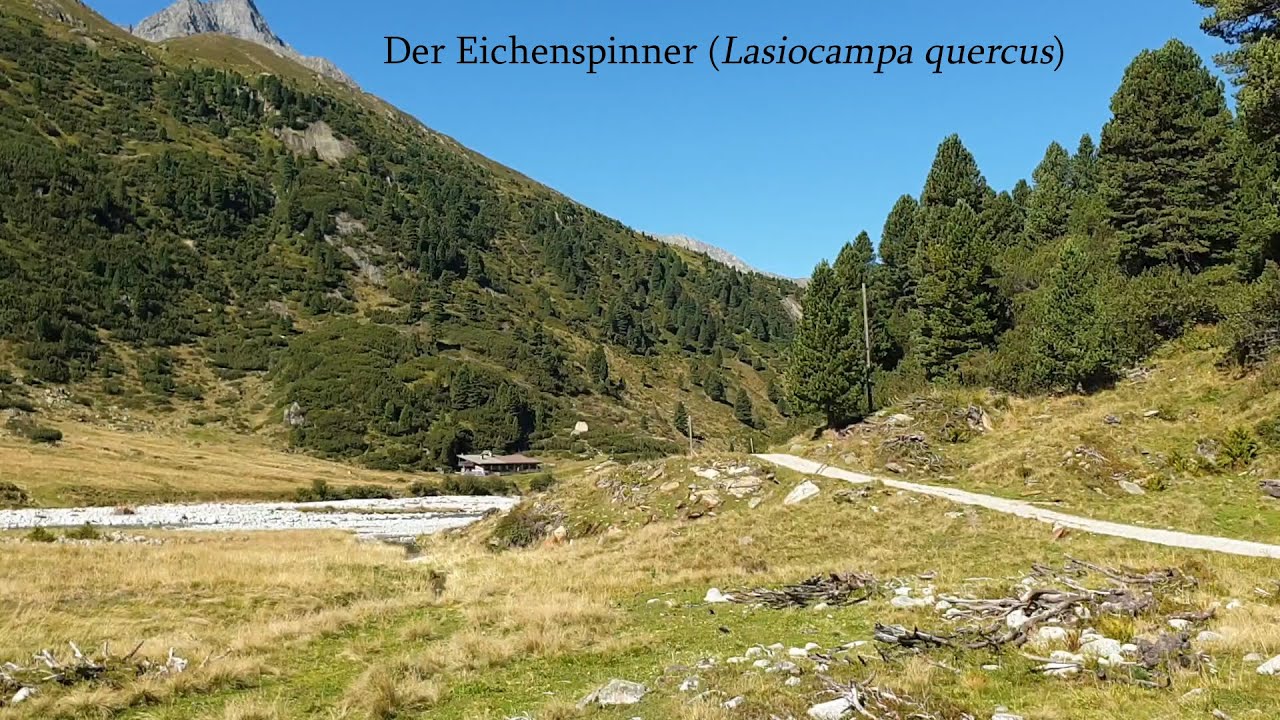 Der Eichenspinner (Lasiocampa quercus)