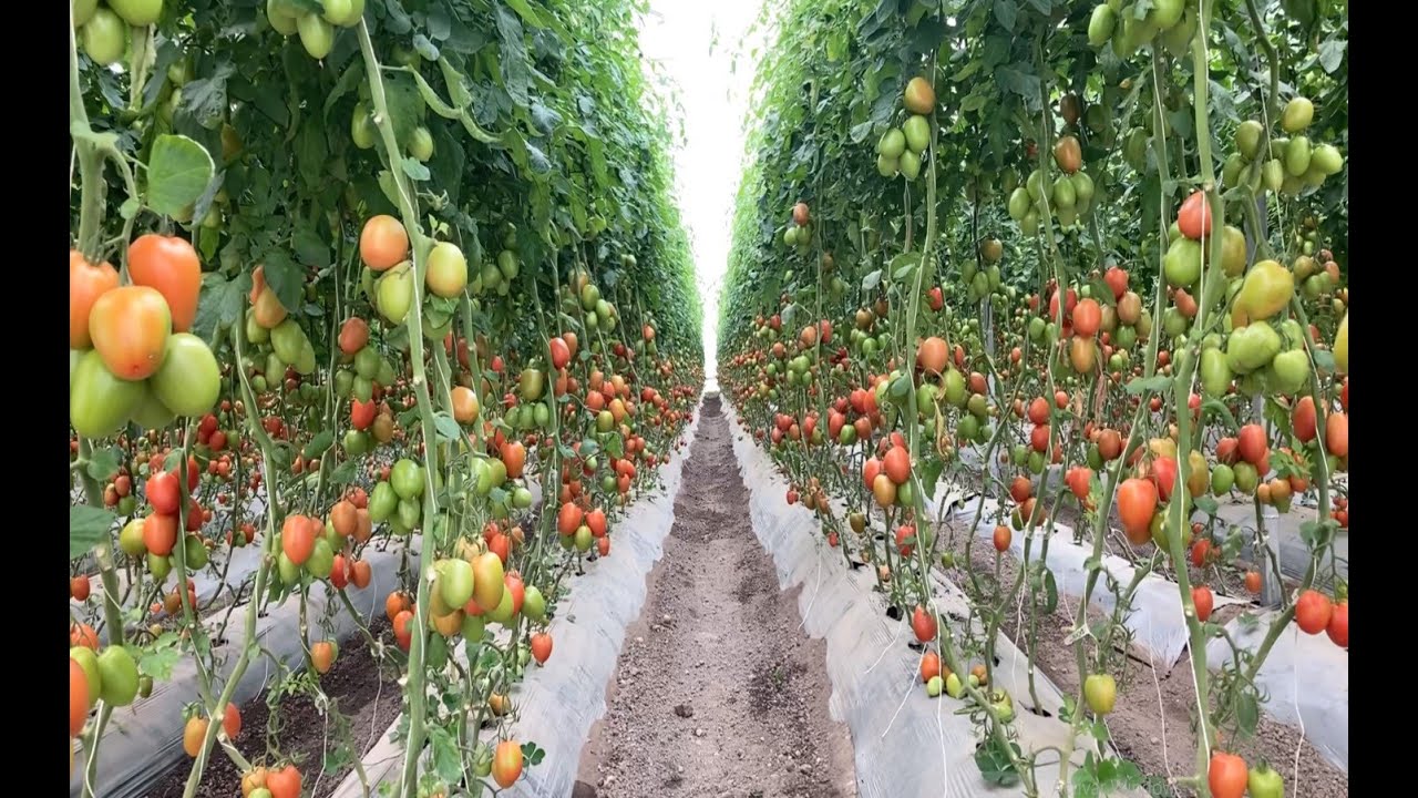 JITOMATE EN INVERNADERO - PRODUCCIÓN Y RECOMENDACIONES -TOMATE SALADETTE EN INVERNADERO