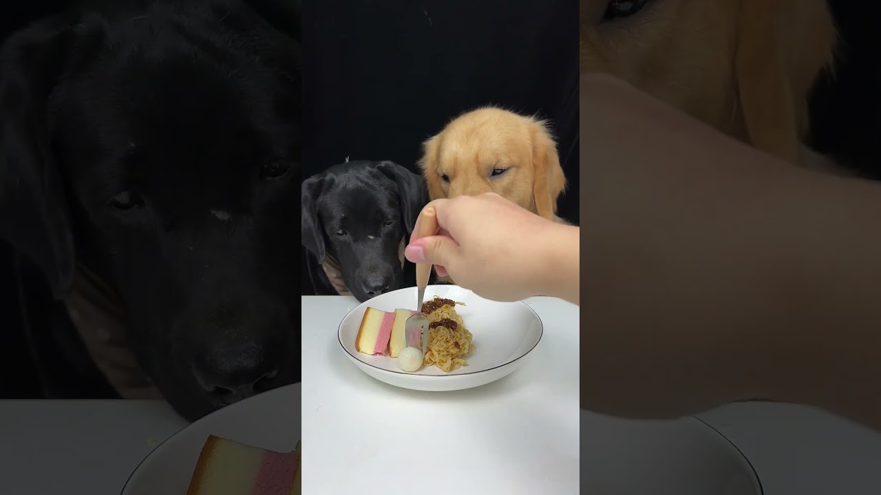 Who Decided Three Meals a Day Was Enough? Golden and Labrador. Cute Pet Debut Plan