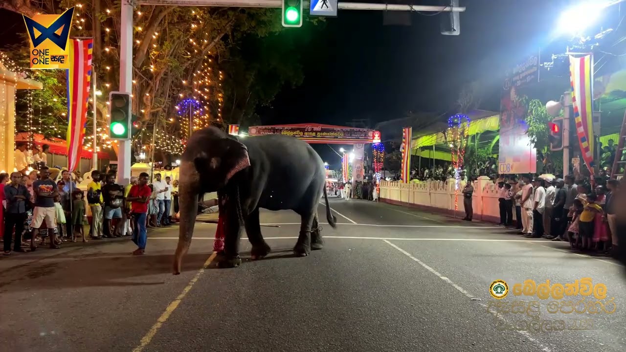බෙල්ලන්විල 75 වන සාංවත්සරික ඇසළ පෙරහර මංගල්ලය 2025 - පාවාඩ පෙරහර - සජීව විකාශය