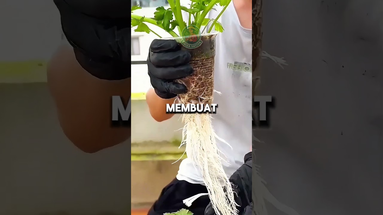 Seledri Subur di Gelas Plastik #seledri #hidroponik #gardeninghacks