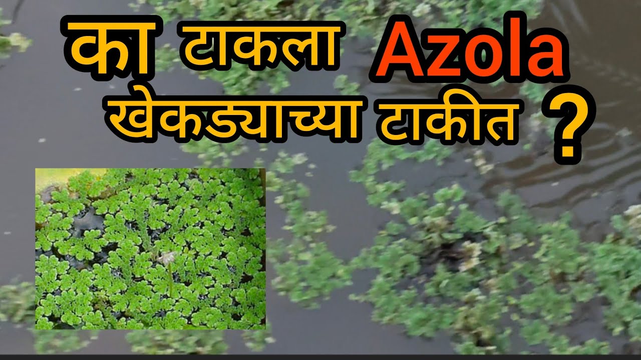 आज का टाकला अझोला खेकडा पालन टाकीत?