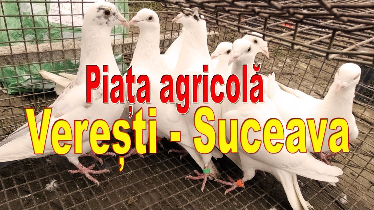 Piața Agricola  de la Veresti Suceava Animale, Pasari, Mici, Bere si lemn de vanzare
