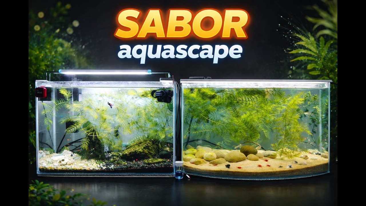 Aquários de camarão neocaridinas e Guppys (Aquascape amador)