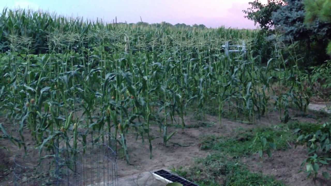 Organic Backyard Garden Tour: Dover, Delaware