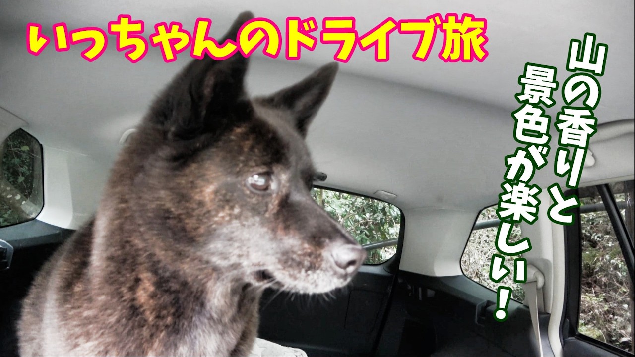 山の香りに包まれて！和歌山ドライブでいっちゃんが景色を満喫　甲斐犬いち