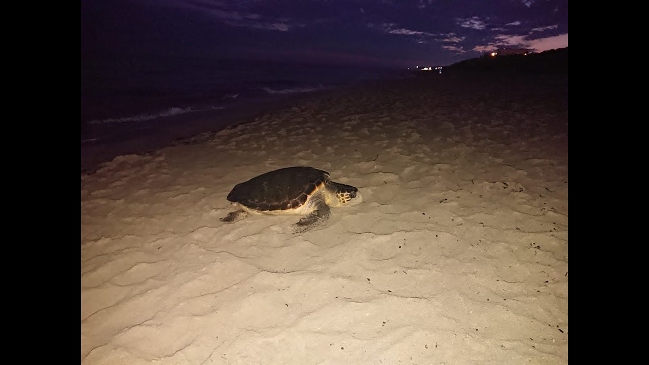 La Caretta Caretta sceglie la spiaggia di San Pietro in Bevagna per il suo nido