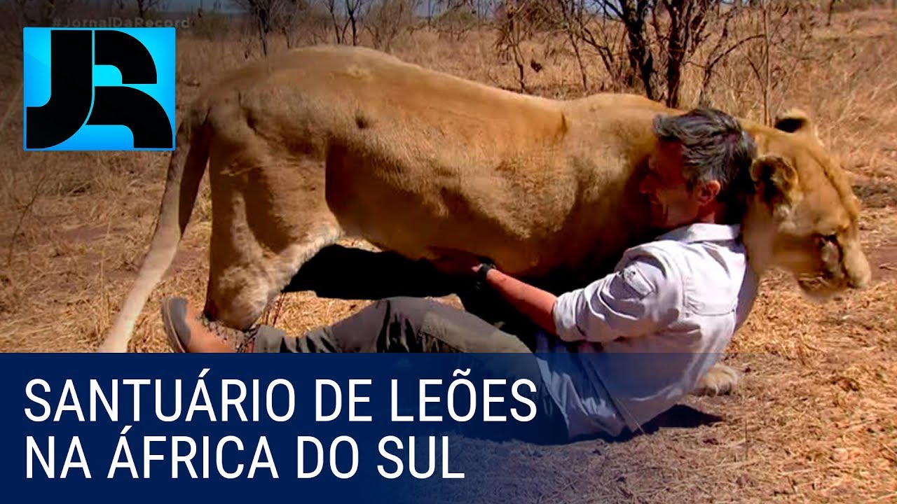 África selvagem: homem luta para proteger leões dentro de um santuário