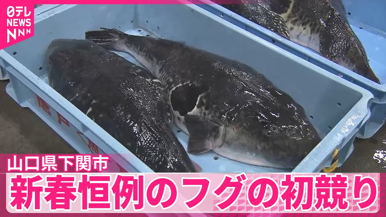 【新春】に各地で&hellip;下関でフグの初競り　大間漁港で特産クロマグロ出荷　航海の安全や豊漁願う祭りなど