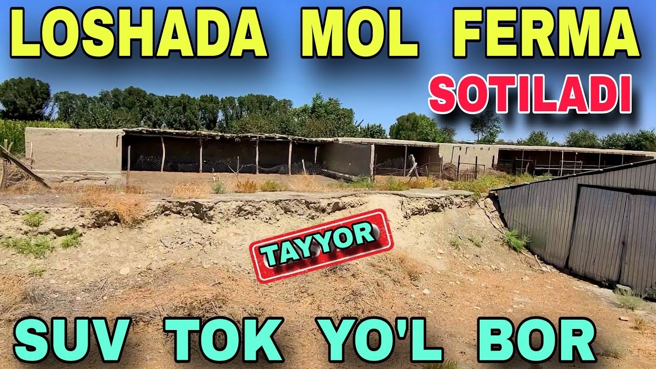 Buxoro Tumani Loshada BirYarim Gektar Yer Maydoni Va Molxona Tezda Arzon Narxda Sotiladi бек бухоро