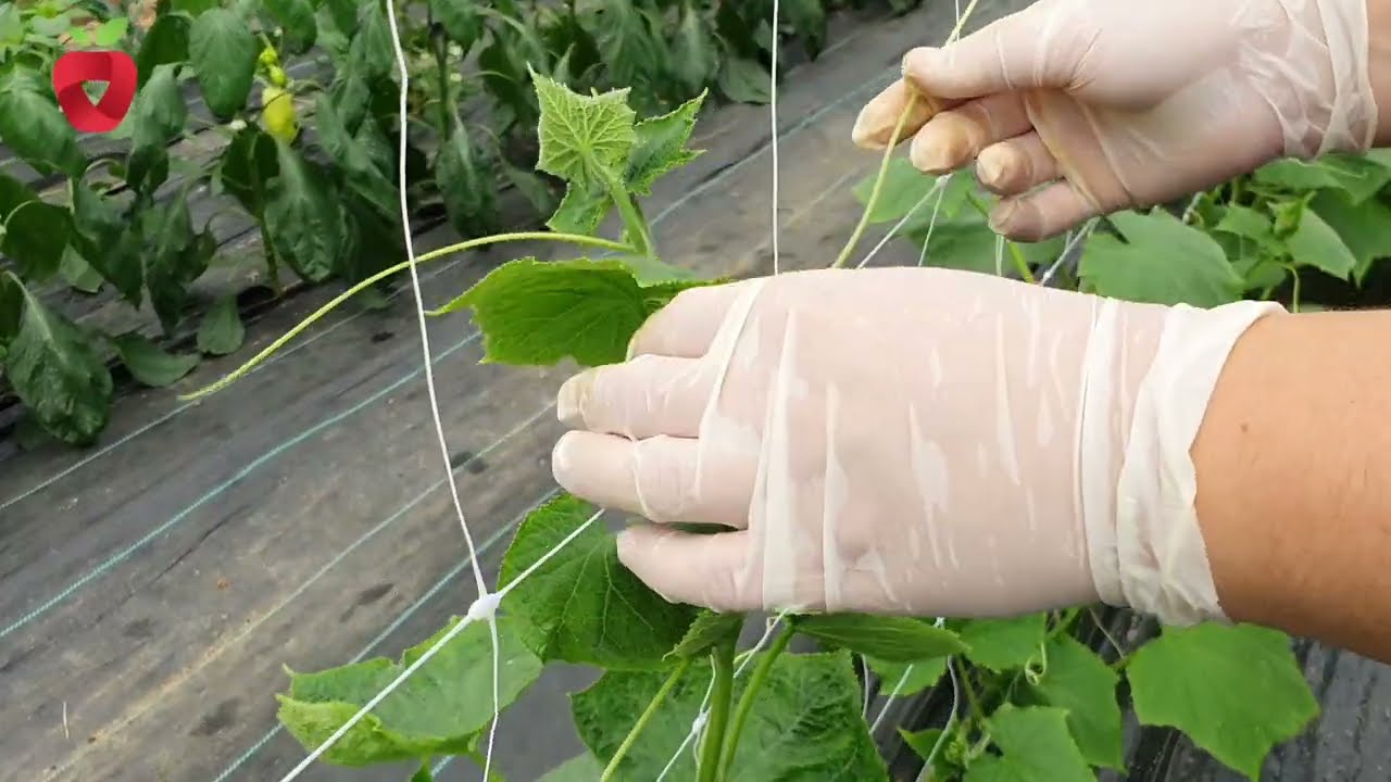 Как формировать огурец, чтобы были здоровые растения и плоды