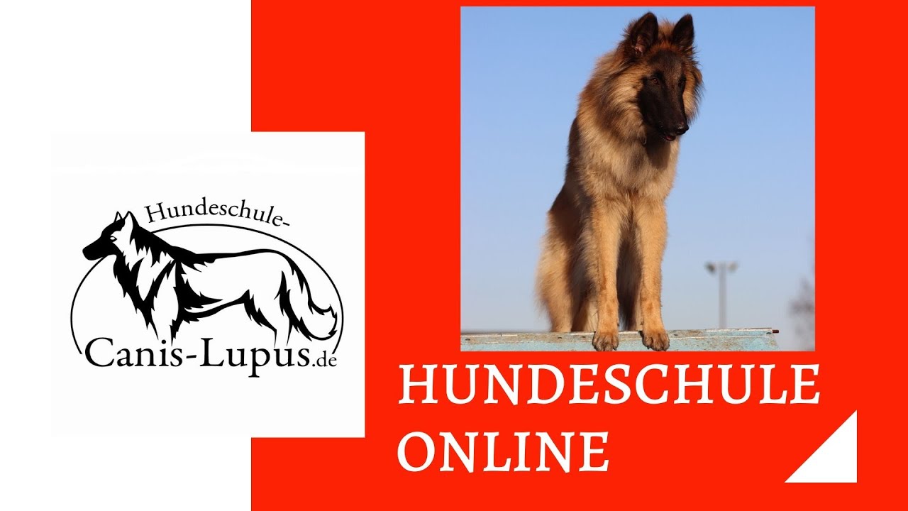 Wie dein Hund richtig 