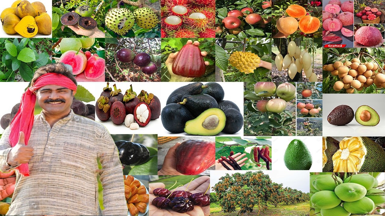 Exotic Fruit Collection On DreamLand Nursery, 8778034565