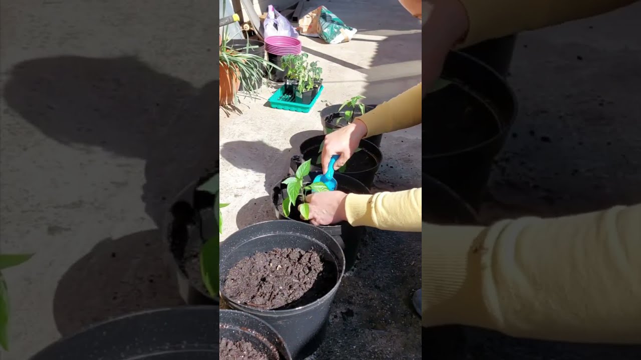Рассада переезжает! Пересадка в горшки