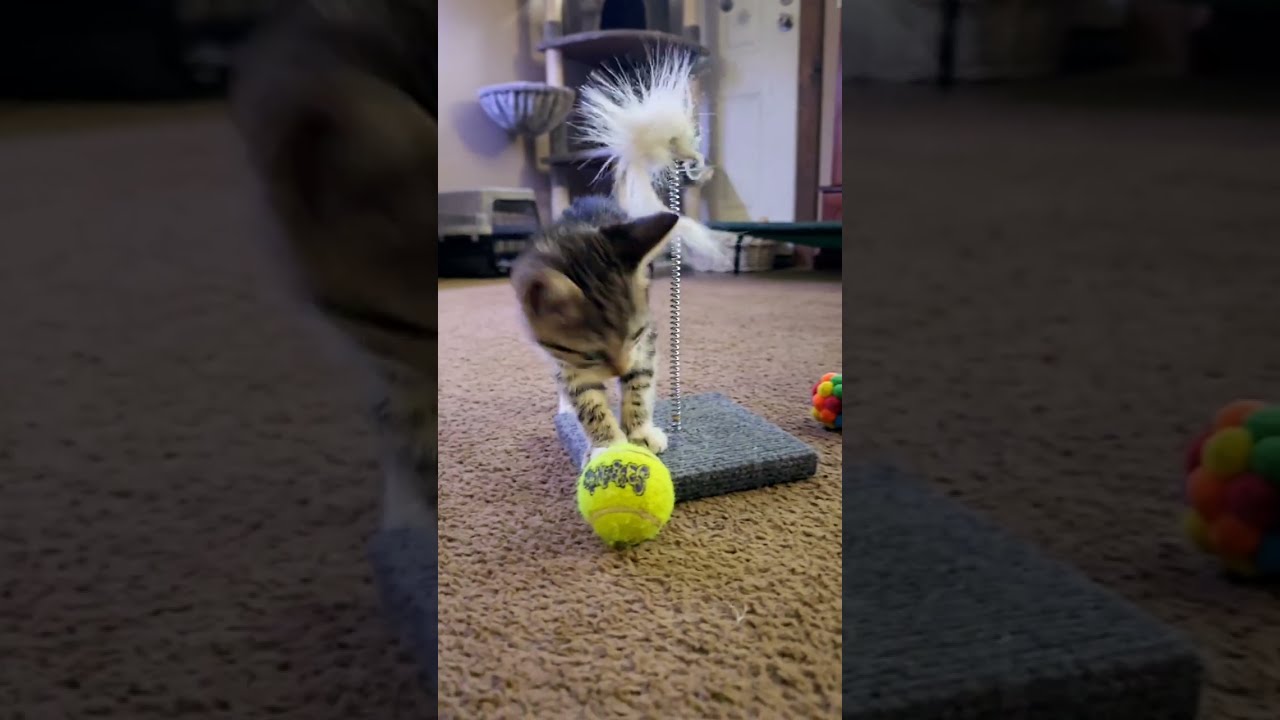 Cat cam: Roxy playing with her toys