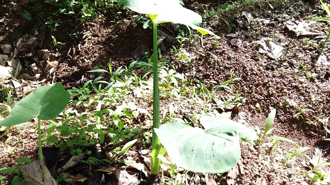 live kerala agri cambo