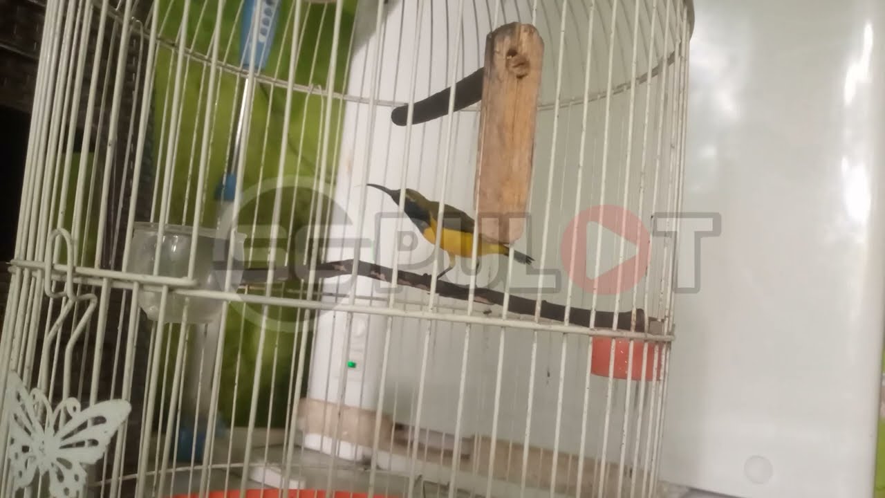(Suara Pikat) Tiga Burung Kecil Mewah,Sogon,Prenjak Bawah,Prenjak Atas