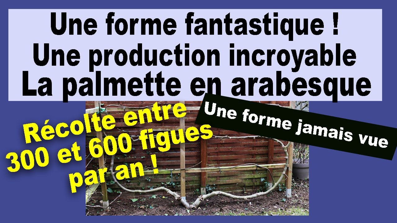 Figuier: Une forme fantastique avec une production incroyable, la palmette en arabesque