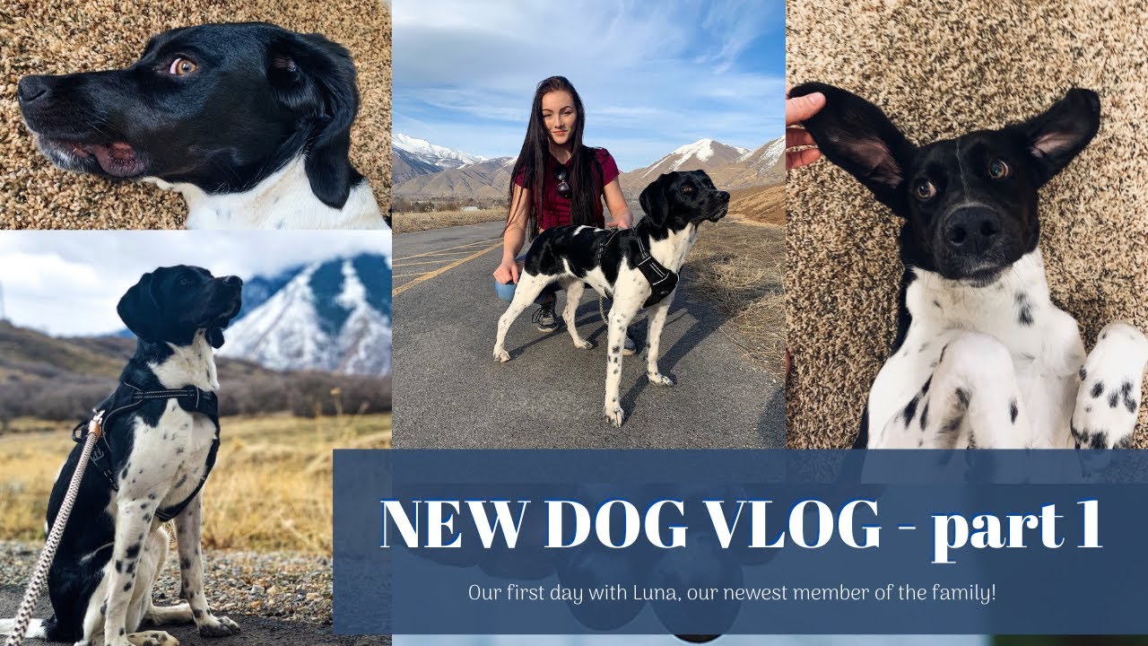 NEW DOG VLOG p.1 | our first day experience with Luna