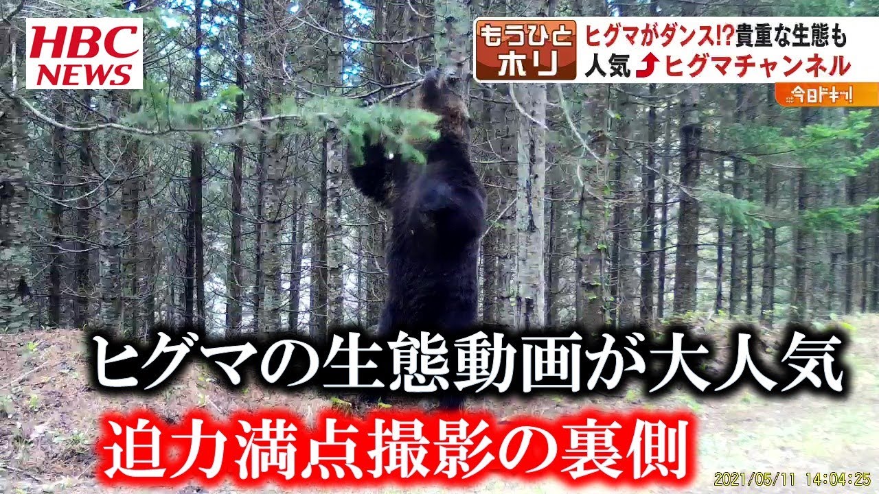 ヒグマの生態動画が大人気！迫力満点映像　撮影の裏側