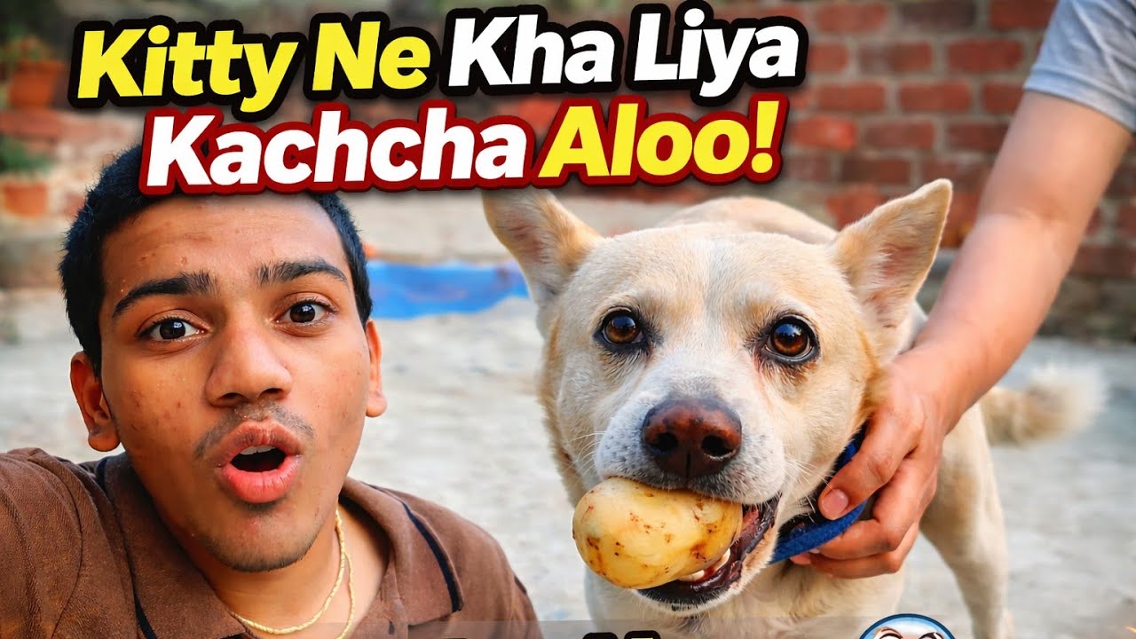Kitty Ne Kya Kar Diya?! Aloo Gayab! 😱