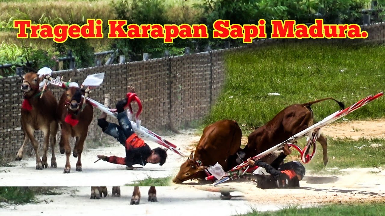Tragedi Karapan Sapi Madura Di Lap Asemanis Pamekasan. 