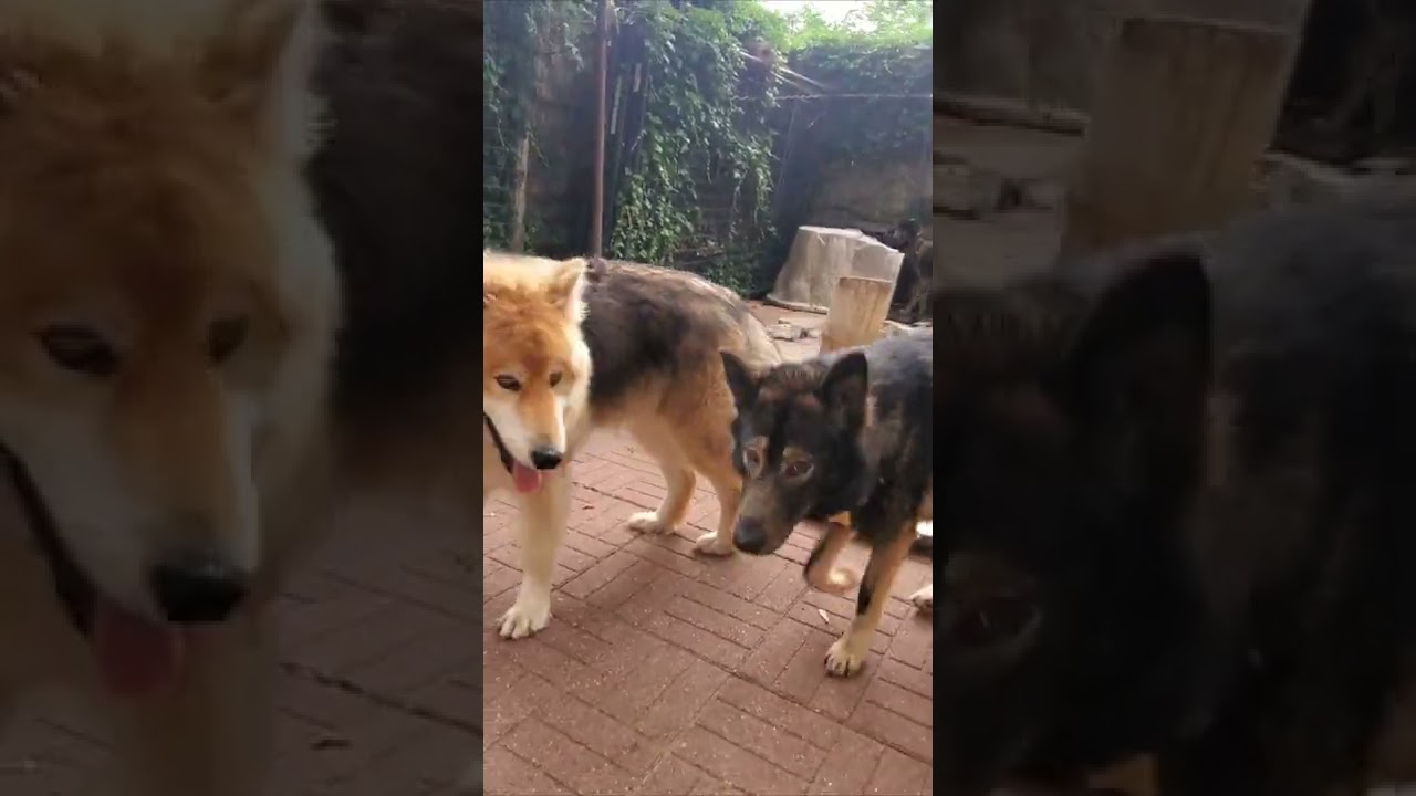Hanging Out with the Pack - Lycan Shepherd Project