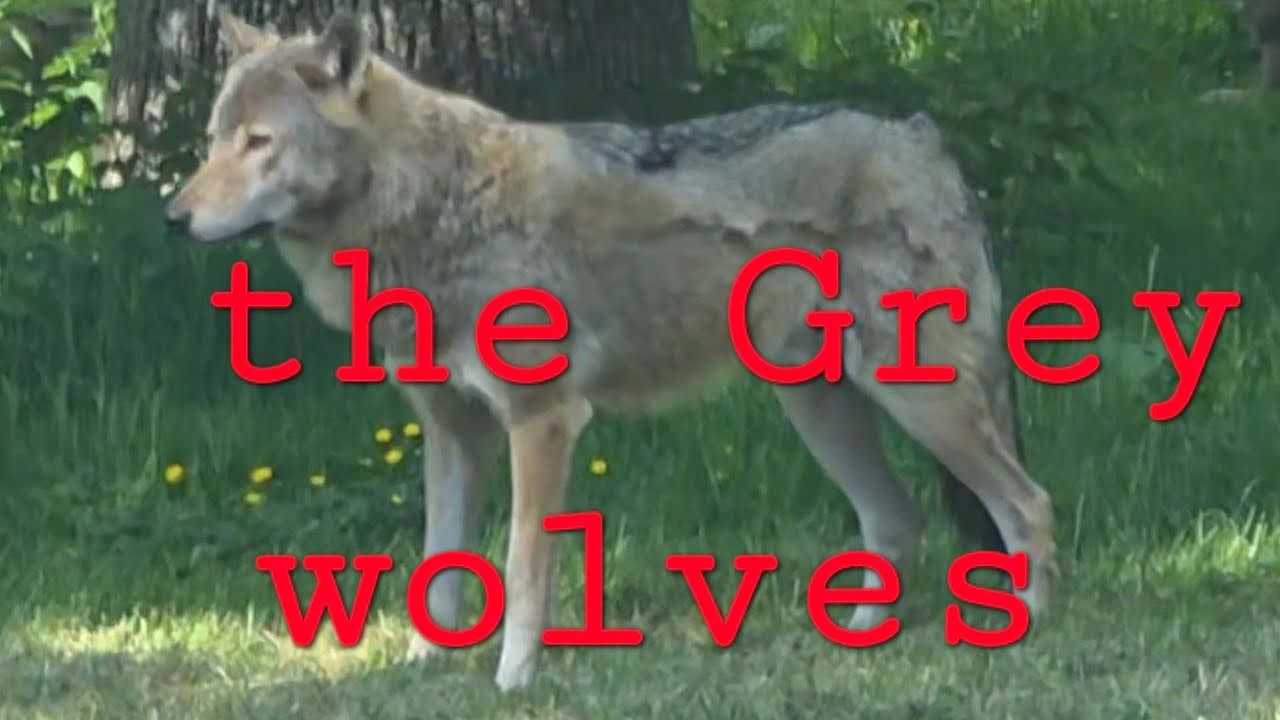 The Grey wolves 