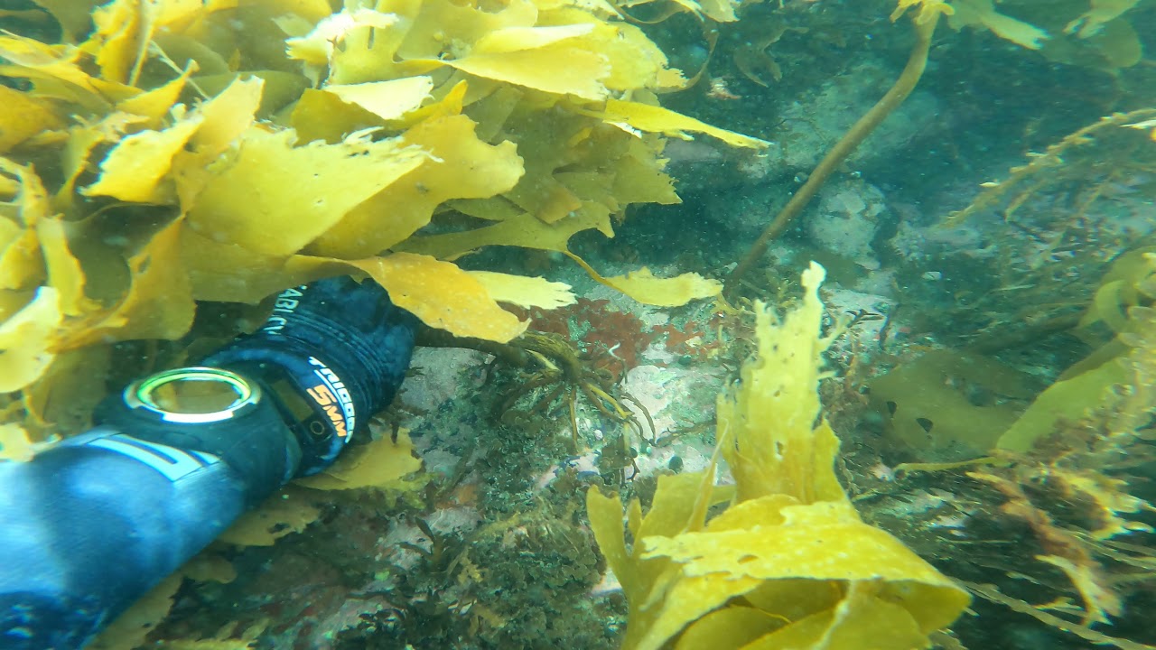 army bay shore dive, cloudy day,