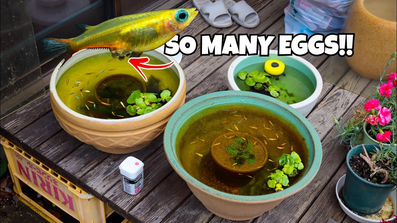 Our Ricefish are Breeding Like Crazy!!