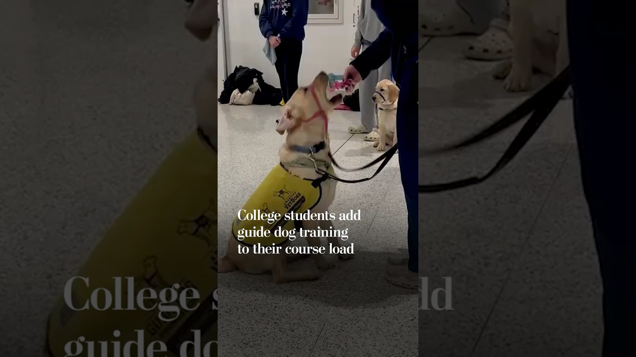 College students add guide dog training to their course load