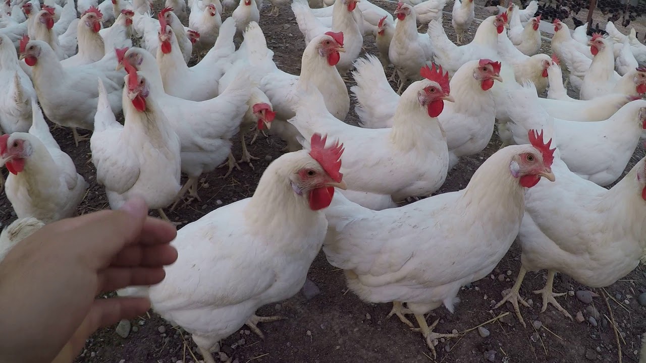 Ataks&Tinted Cinsi Tavuk Arasındaki Farklar( Verimlilik, Yem, Sağlık, Yumurta Rengi vb)