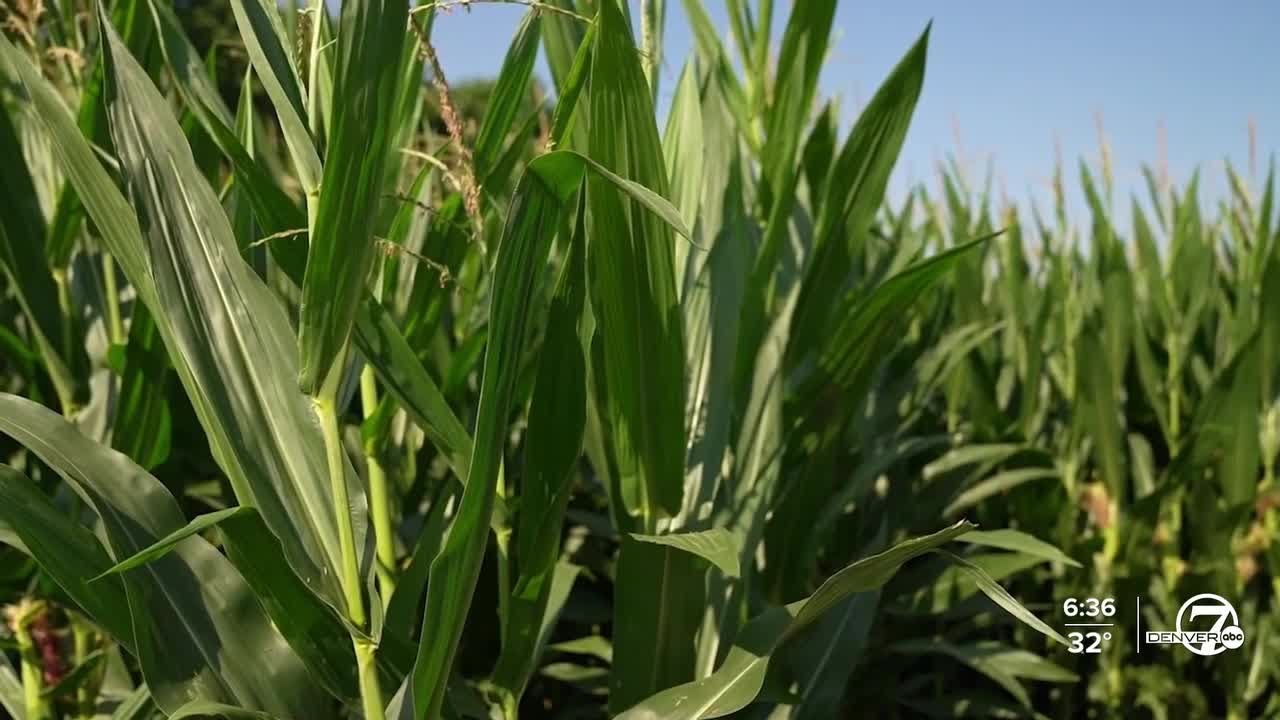 USDA freezes funding, threatening mental health program for farmers