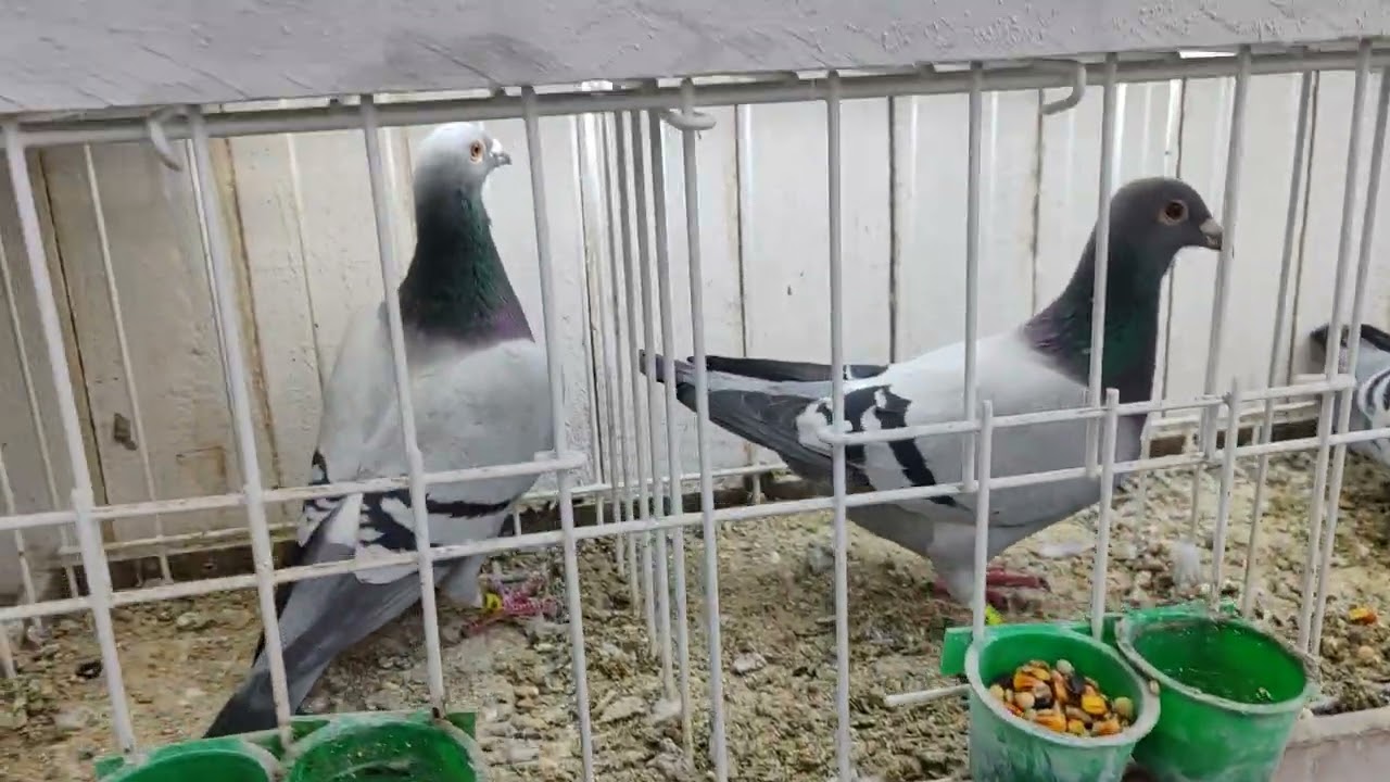 Gołębie Lajdeman fineke 5000. Van Lun. Pitbul 777. 503528502 
