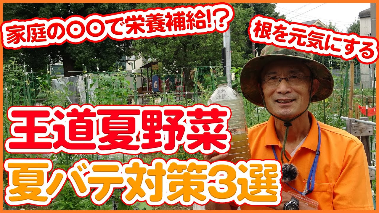 ８月末まで長く楽しむ為に絶対覚えたい秘訣！夏野菜が猛暑で弱ったときの対策！トマト・ナス・ピーマン・キュウリをそれぞれ解説！【家庭菜園】【農業】