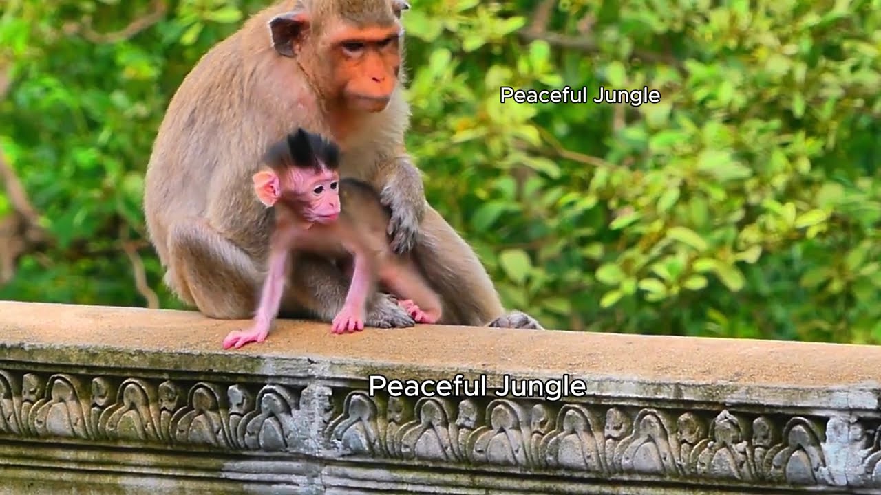 Young Monkey mom allow  her first newborn baby to play happily