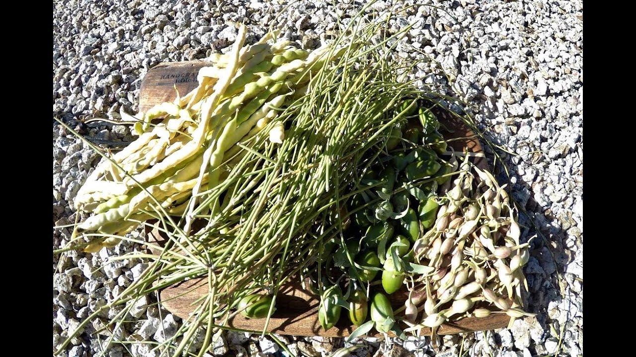 Desert Foraging: Part 1 of 2