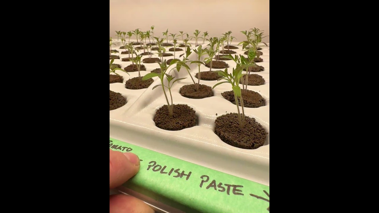 High Pressure Aeroponic Seedling Production