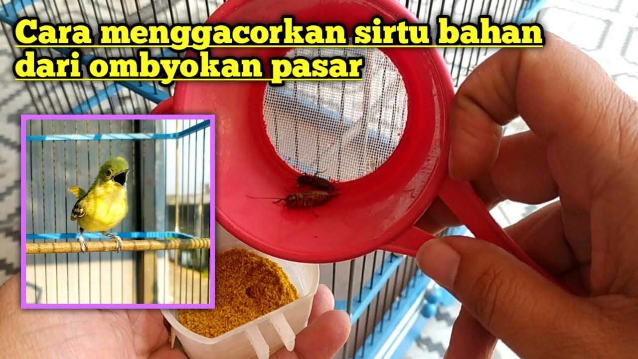 GAK PERLU BELI YANG GACOR‼️ Cara ini bisa bikin sirtu bahan jadi Fighter dan juwehh..