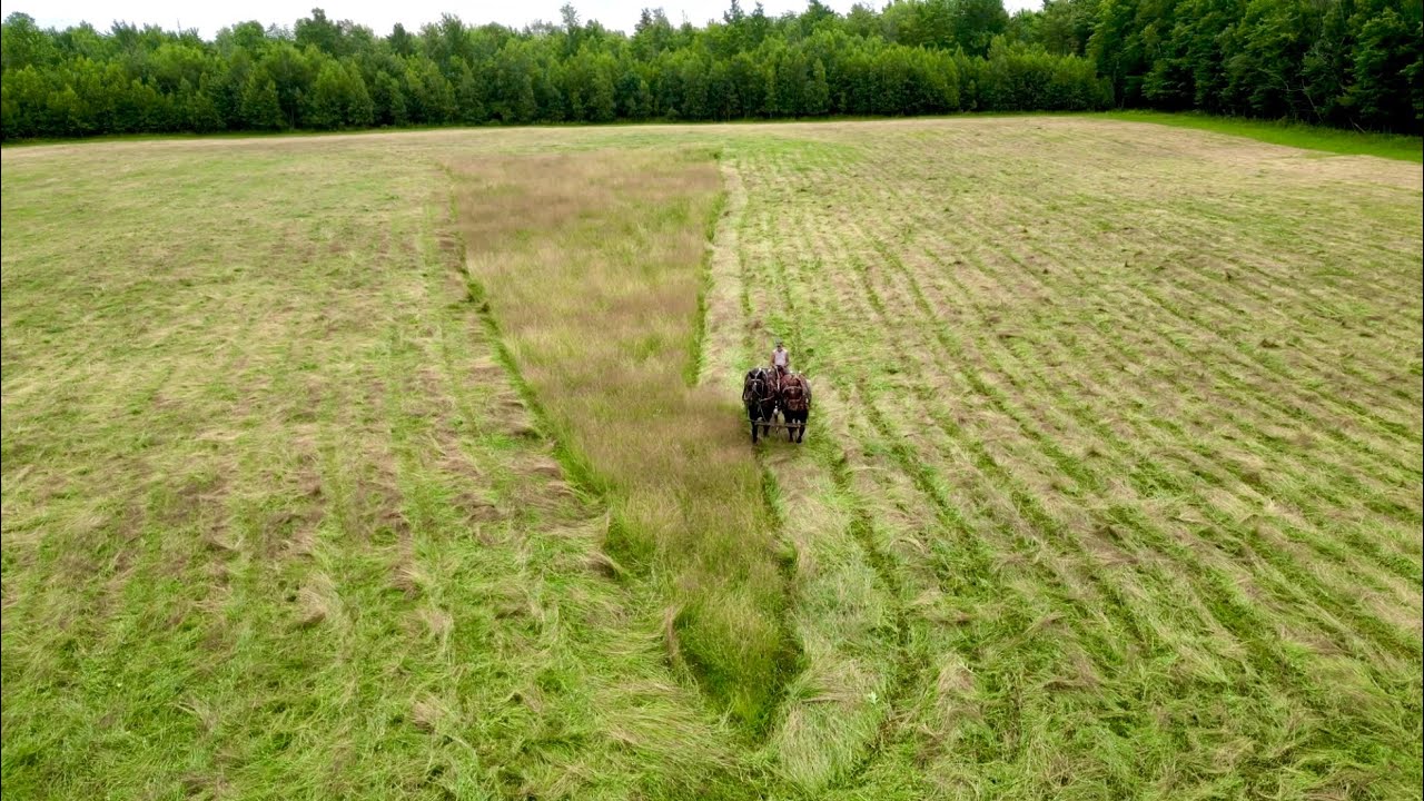 AMAZING VIEWS of Draft Horses Mowing Hay!! // Farming with Draft Horses #508