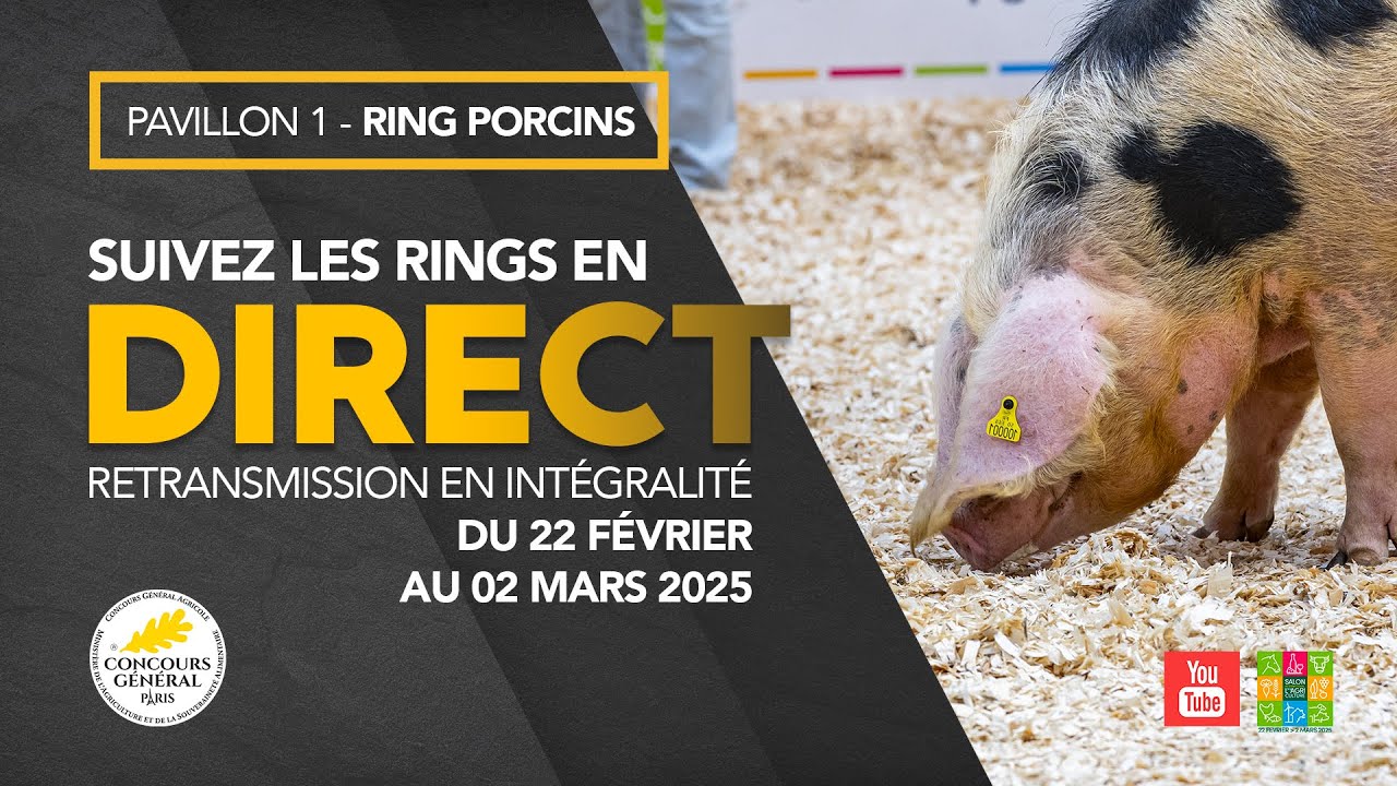 Ring Porcins 01/03/2025